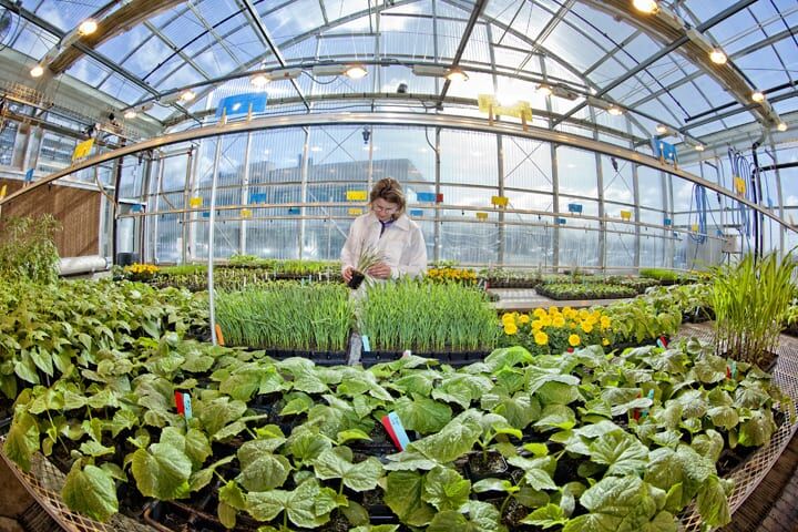Tech giant built on weeds, wood and bugs