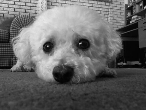 Minutes from Somewhere Else: Pet’s passing doesn’t weaken bond between man and his dog