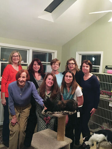 Volunteers make ‘cat cottage’ a home for felines in distress