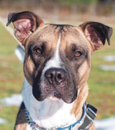 EASEL Animal Rescue League’s January rescues of the month