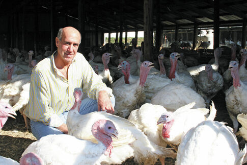 Turkey farm bustles with activity