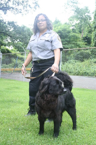 Animal shelter volunteers care for Hamilton’s stray population