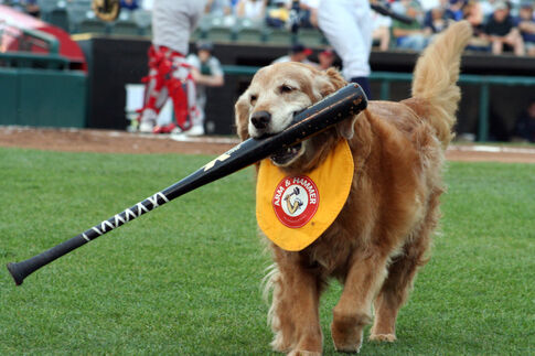 Trenton Thunder’s bat dog retires July 5
