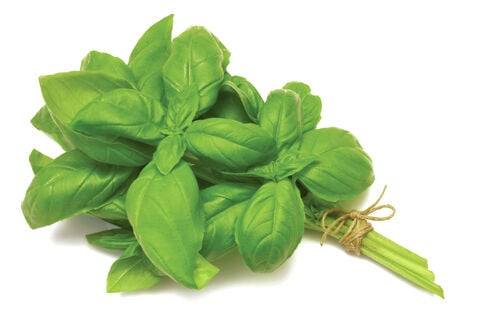 Gardening Adventures: All hail Basil, the King of Herbs