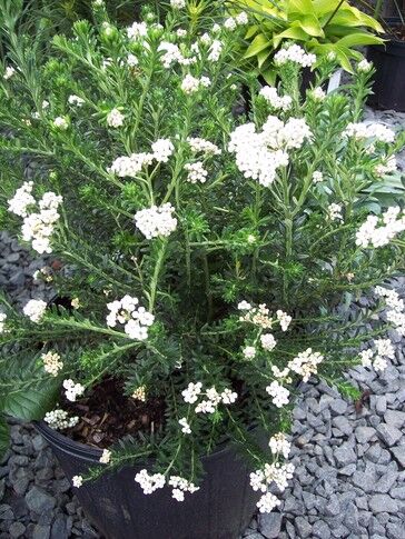 Gardening Adventures: Open house features new, exciting plants