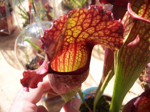 Gardening Adventures: Bug-eating plants add novelty to home gardens