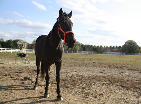 Retired raceshorses find a haven in Hamilton