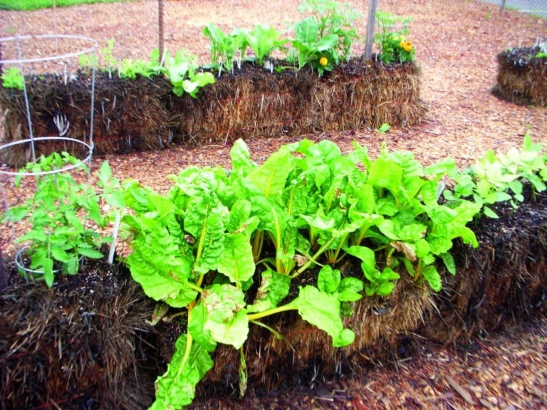 Gardening Adventures: Get vegetables growing with straw bales