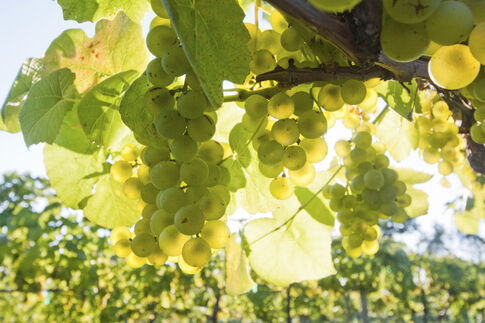Unionville Vineyards to donate profits to healthcare workers