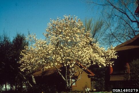 Saucer magnolia blooms in spring