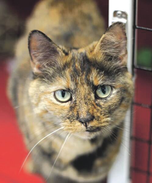 Rescue of the month: meet Dazzy and Coco