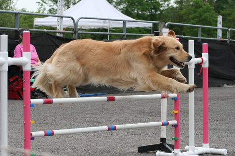 Equestrian Center holds first dog agility show
