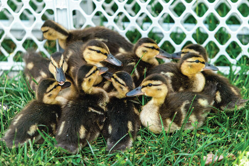 Cheep labor