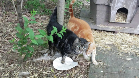 A ‘purrfect’ ending for feral cats