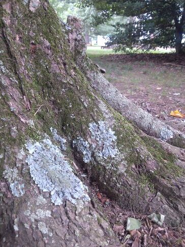 Mercer County Park Commission to host lichenologist Dennis Waters