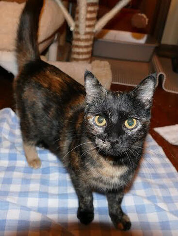 Rescue of the month: meet Mongo and Maisy