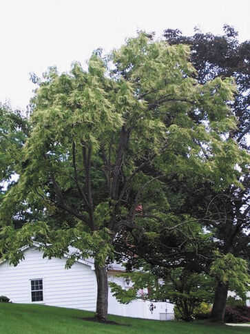 Sourwood is August Tree of the Month