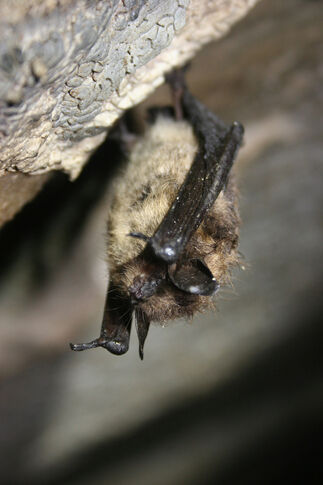 Tulpehaking Nature Center to host Bats of the Marsh walk