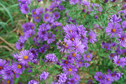 D&R Greenway to hold fall Native Plant Sale
