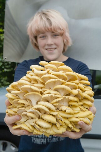 The Mighty Mushroom