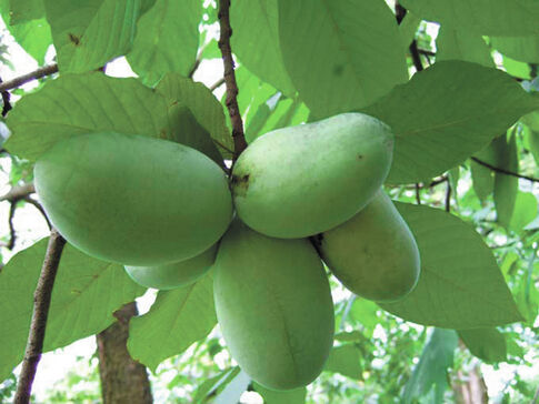 Pawpaw is Tree of the Month