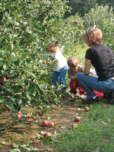 Terhune Orchards to kickoff apple season Labor Day weekend
