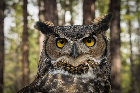 Tulpehaking Nature Center to host Spooky and Spectacular Wildlife program