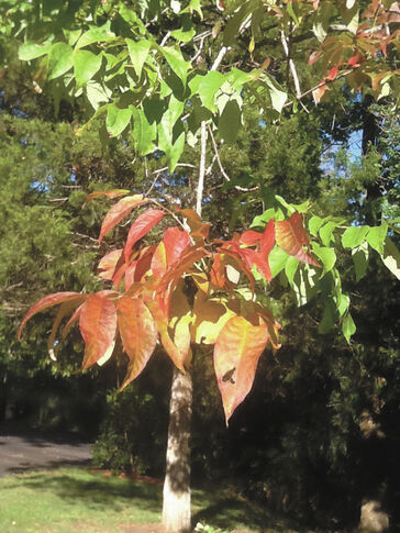 Beware the Emerald Ash Borer