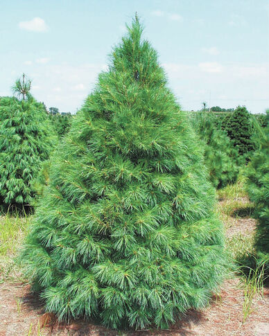 Pining for the perfect tree?