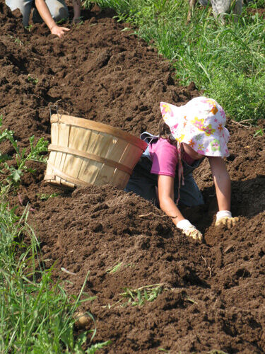 Potato Harvest at Howell Farm to benefit local hunger projects