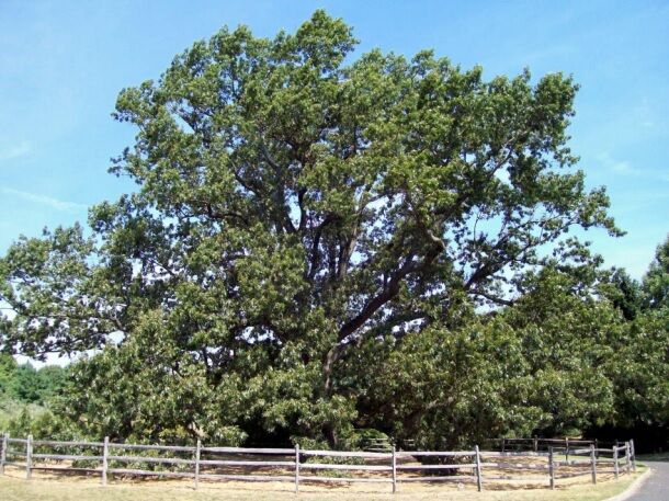 Lawrence to celebrate Arbor Day with tree planing ceremony