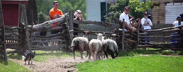 Howell Living History Farm to host ‘Shear Fun’ this weekend