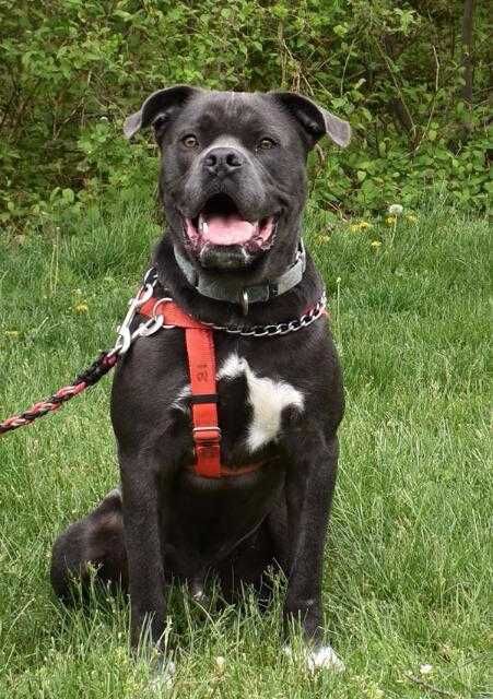 Meet the EASEL Animal Rescue League rescue of the month
