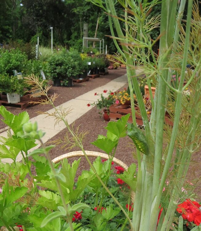 Perennial Favorites Garden Center hosts pollinator display garden open house