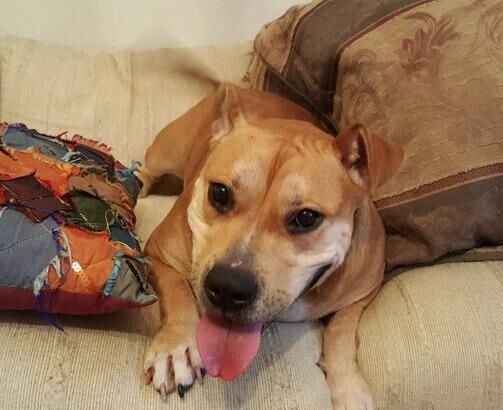EASEL Animal Rescue League’s October rescues of the month