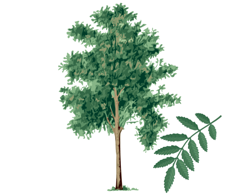 New process for the removal of trees in Hopewell Borough