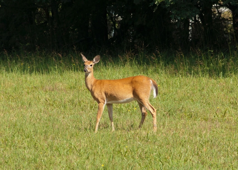 Hopewell Township accepting applications for 2017-2018 hunting season