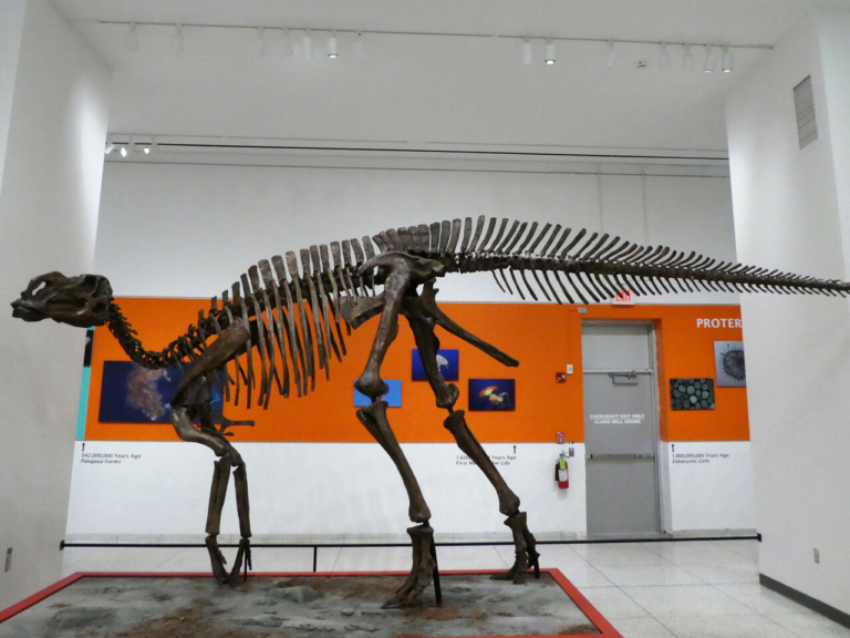 The hadrosaurus finds a home: state dinosaur returns to Trenton