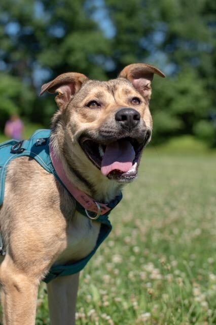 EASEL Animal Rescue League’s August rescues of the month