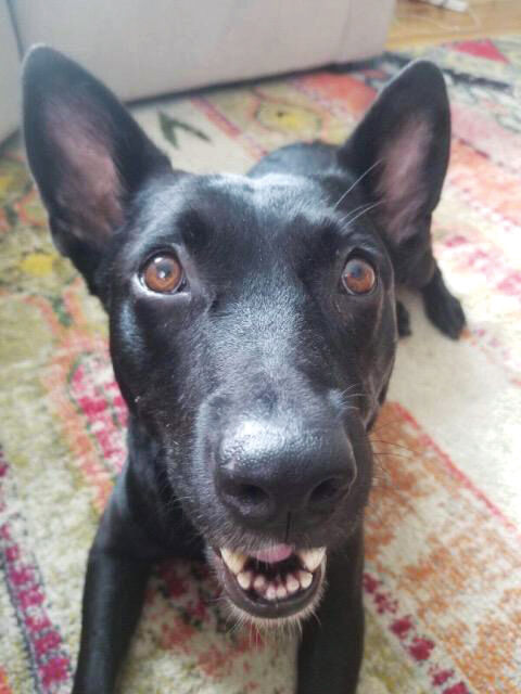 EASEL Animal Rescue League’s September rescues of the month