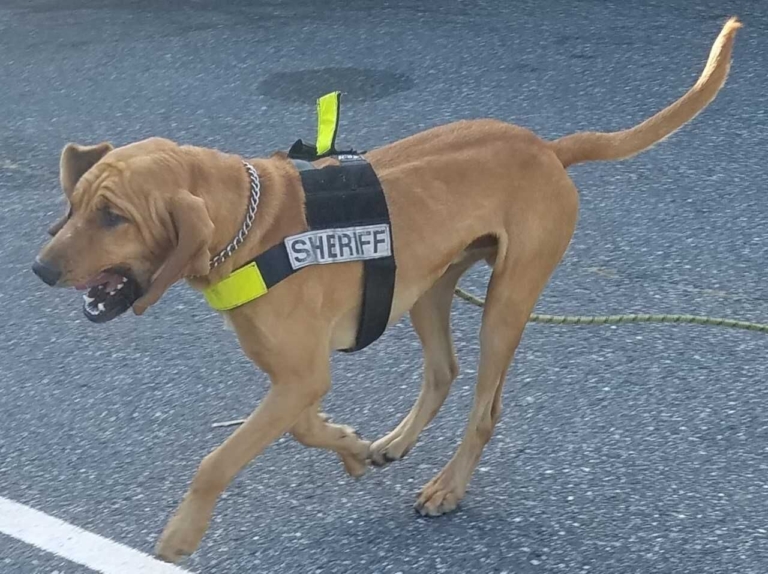 Mercer County Sheriff’s Office K-9 locates missing Robbinsville woman