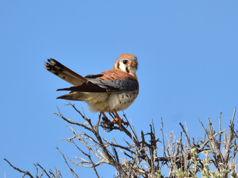 Nesting boxes could help threatened kestrels rebound