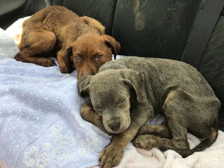 Trenton announces last chance to apply for animal welfare board