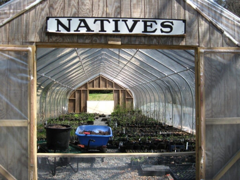 D&R Greenway native plant sale turns virtual