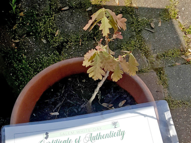 Township Talk: Hopewell welcomes historic Salem Oak seedling