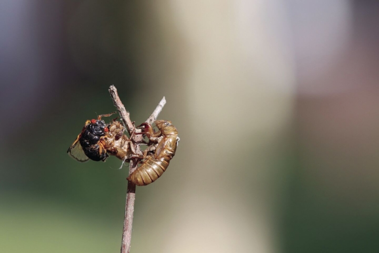 Summer Fiction: Crossing the Species Barrier