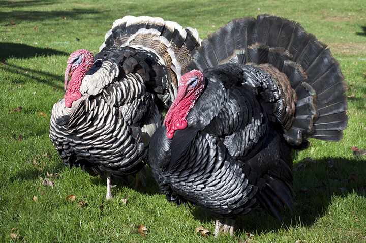 A Fall Cornucopia