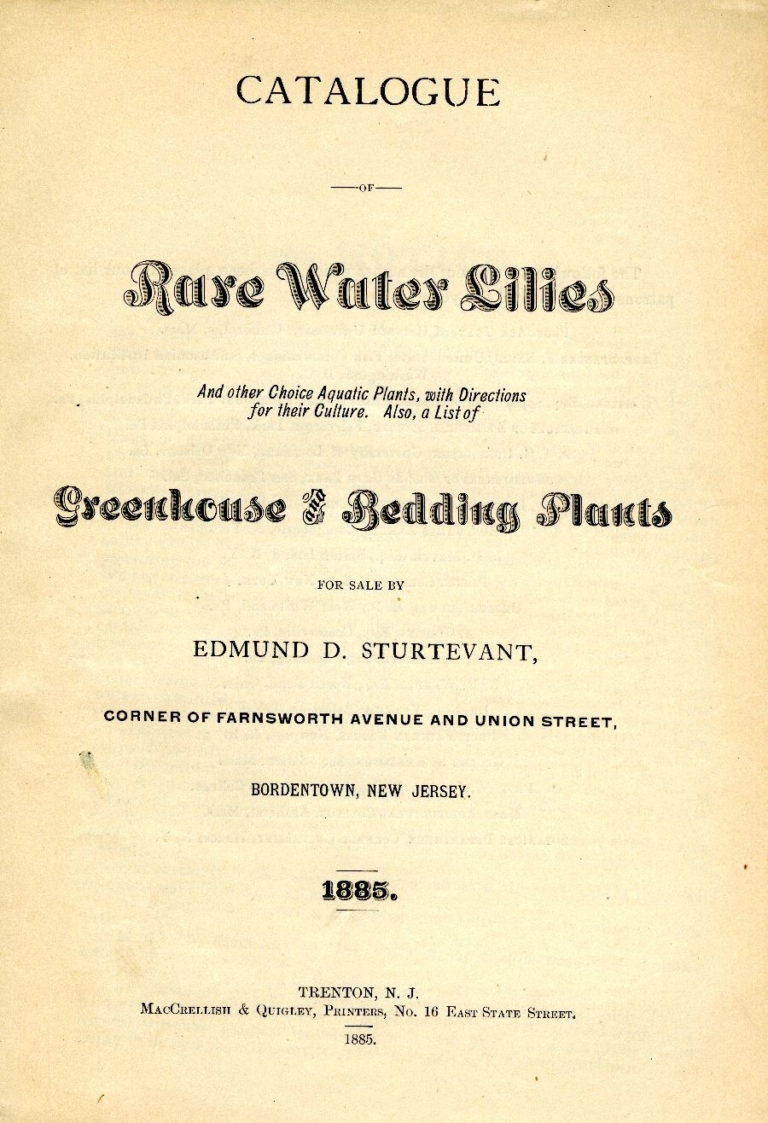 Bend in the River: Lilies of the Pond