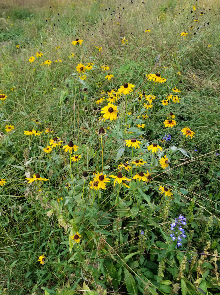 Nature in the Valley: Brandon Farms meadow offers lessons for all