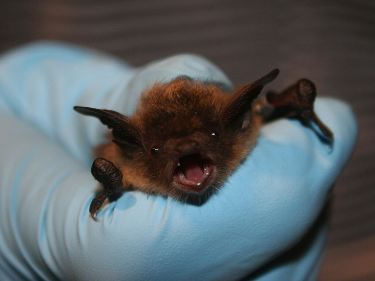 Ewing Township warns residents after rabid bat found in home